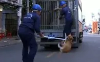 Đồng Tháp triển khai bắt chó thả rông trên đường