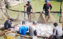 ĐBSCL: Giá cá tra tăng cao, người dân ồ ạt đào ao nuôi