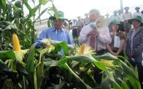 Hiệu quả mô hình nông nghiệp Công nghệ cao ứng phó biến đổi khí hậu