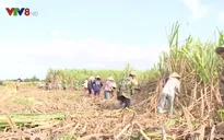 Thương lái ép giá, mía chỉ còn 300.000 đồng/tấn