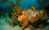 Phát hiện rạn san hô khổng lồ rộng 56.000km2 ngoài khơi Brazil
