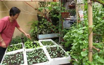 Hướng dẫn phương pháp đơn giản trồng rau sạch tại nhà