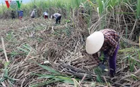 Mía Phú Yên rớt giá, tiêu thụ chậm