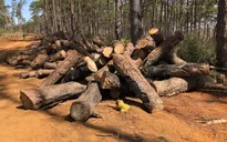 Khởi tố cán bộ kiểm lâm địa bàn trong vụ phá rừng thông cộng đồng ở Tuy Đức, Đắk Nông