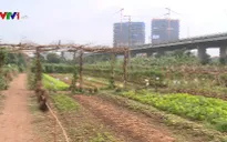 Xu hướng thuê đất trồng rau sạch