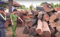 Truy quét các đối tượng khai thác gỗ trái phép với quy mô lớn tại Vườn Quốc gia Yók Đôn
