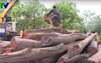 Vụ bắt giữ gỗ lậu quy mô lớn tại Đắk Nông: Khởi tố vụ án, khởi tố và tạm giam 5 bị can
