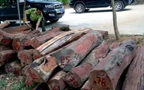Vụ gỗ lậu ở Đắk Nông: Bắt khẩn cấp trùm Phượng "râu" và đồng phạm