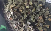 Bắt lượng vảy tê tê lớn nhất từ trước đến nay