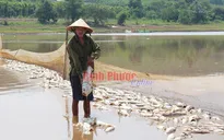 Bình Phước: Hàng chục tấn cá chết trắng đập chưa rõ nguyên nhân