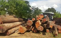 Cục Cảnh sát môi trường bắt vụ gỗ lậu quy mô lớn