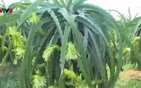 Rào cản thực hiện VietGap ở vùng trồng thanh long