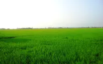 Hơn 60.000 ha lúa an toàn trước hạn mặn