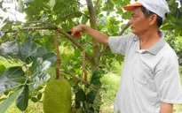 Thương lái Trung Quốc tăng cường thu mua, giá mít Thái ở ĐBSCL cao ngất ngưởng