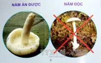 Ngộ độc nấm tại Hà Giang: 3 người tử vong, 1 người nguy kịch