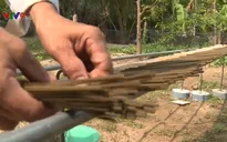 An toàn với nhang sinh học hai trong một