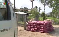 Nguy cơ lây bệnh lở mồm long móng từ buôn phân bò