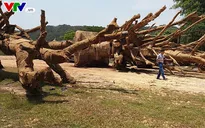 3 cây cổ thụ “siêu khủng” đã có chủ