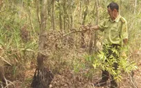 Dự báo cháy cấp 5 tại rừng phòng hộ môi sinh Bắc Tháp Mười
