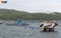 Phú Yên tập trung quản lý vùng nuôi tôm hùm