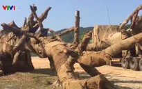 Vụ xe tải vận chuyển cây “khủng”: Chủ cây đã đến làm việc với kiểm lâm