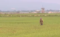 Quảng Bình: Hơn 800 ha lúa nhiễm bệnh đạo ôn
