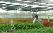 Xuất khẩu rau quả ước đạt 934 triệu USD trong 3 tháng đầu năm