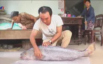 Ngư dân Quảng Nam bắt được cá lạ nghi là cá sủ vàng quý hiếm