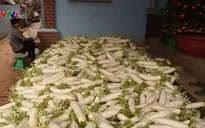 Cần giải pháp bền vững cho nông sản Việt