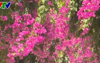 Nha Trang: "Con đường hoa giấy" níu chân du khách từ vẻ đẹp bình dị
