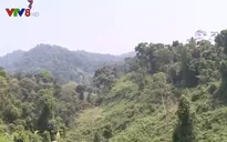 Quảng Nam, nhiều lỗ hổng trong quản lý bảo vệ rừng