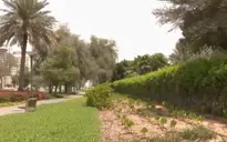 UAE phủ xanh những vùng đất sa mạc