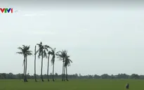 Phát hiện gen giảm tác động nhiễm mặn của lúa