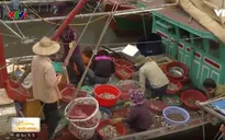 Ngư dân còn lơ là ghi nhật ký khai thác thủy sản