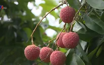 Từ 1/5, Trung Quốc siết chặt truy xuất nguồn gốc nông sản nhập khẩu