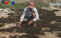 Khánh Hòa: Triển khai dự án bảo vệ nguồn lợi rong mơ gặp khó khăn