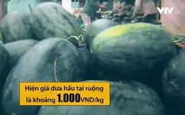 Dưa hấu 1.000 đồng/kg vẫn không có thương lái thu mua