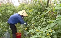 Mở rộng cơ hội giao thương thông qua Sở Giao dịch hàng hóa