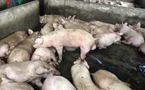 Hàng trăm con lợn bị bơm căng nước trước khi tiêu thụ