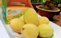 Cách nhận biết để chọn đúng đặc sản xoài Cát Chu Cao Lãnh