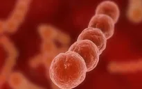 Liên cầu khuẩn nhóm B gây ra 20% số ca thai lưu và tử vong ở trẻ sơ sinh