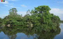 Bình Định: 250 hộ dân xóm ốc Đảo Cồn Chim có điện