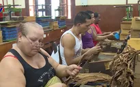 Cận cảnh quy trình sản xuất xì gà Cuba trứ danh thế giới