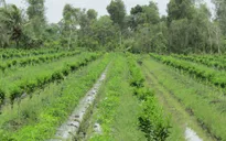 Ồ ạt đưa cam sành xuống ruộng thay lúa tại Vĩnh Long