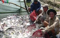 Đoàn kiểm tra của EC sang Việt Nam trực tiếp kiểm tra việc khắc phục "thẻ vàng"