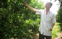 Thua lỗ, trắng tay - Hệ lụy thấy trước từ việc ồ ạt trồng cam trên đất lúa