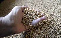 Trung Quốc xem xét gỡ bỏ thuế nhập khẩu đối với đậu nành Mỹ