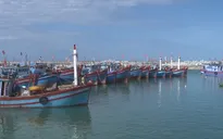 Đà Nẵng tăng cường truy xuất nguồn gốc thủy sản khai thác