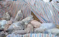 Trà Vinh: Doanh nghiệp lén chôn hàng trăm con lợn gây ô nhiễm nghiêm trọng