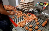 Mỹ: Phát hiện nhiều ca nhiễm khuẩn đường ruột do ăn trứng gà